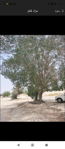 مزارع ومقطع اشجار