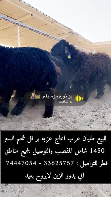 للبيع طليان عرب