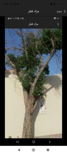 مزارع ومقطع اشجار