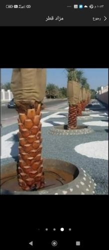 نخيل خدمات