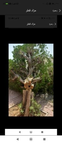 مزارع ومقطع اشجار