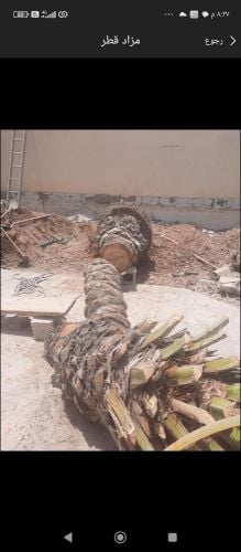 نقوم بتقطيع الاشجار والنخيل