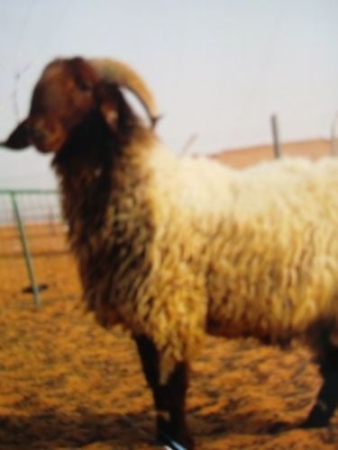 المعلم سعد