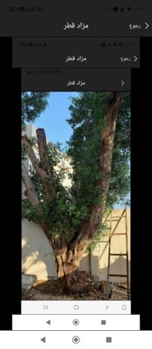 مزارع ومقطع اشجار