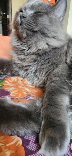 leo