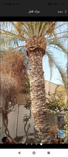 مزارع ومقطع اشجار