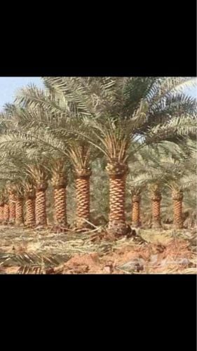 تكريب الواشنطو و النخيل رش  