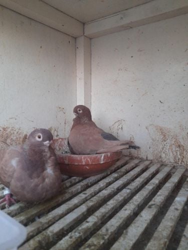 Pair of American African owl