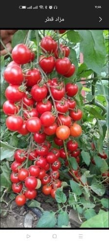 زراعة الخضروات وشبكة الرى