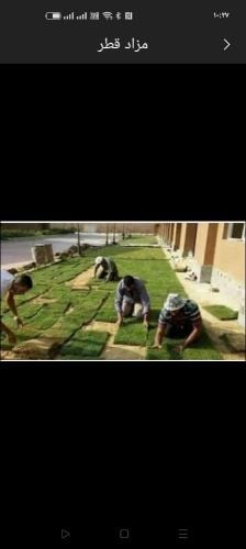 زراعة الحشيش الطبيعي