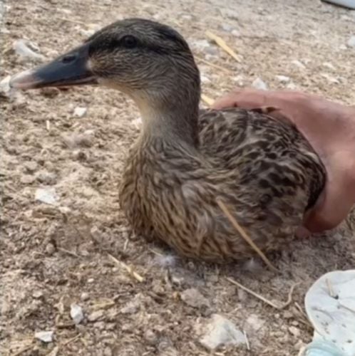 بط طيار بيور و طيار شرط