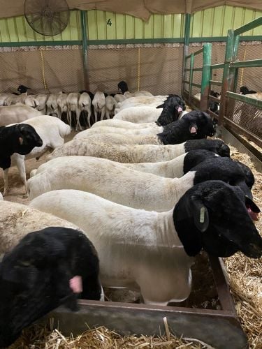 خرفان ذبائح بربر 