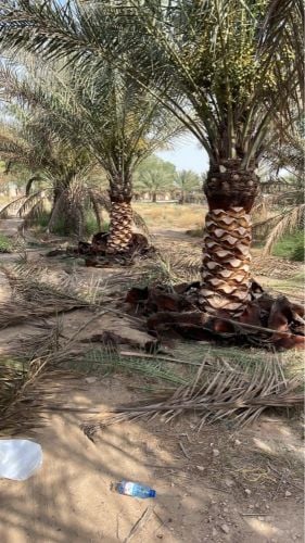 اعمال تكريب النخيل زراعة 