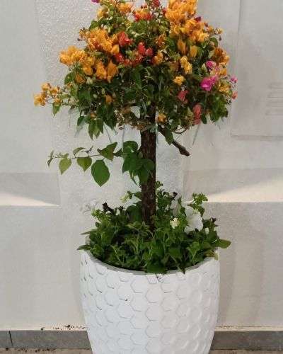 رعايه الزراعه والاهتمام بيها