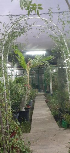 زراعه وديكورات حدائق