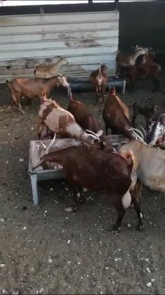 الماعز الجنوبي السعودي محايل عسير