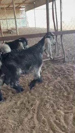 من 3000 إلى 4000