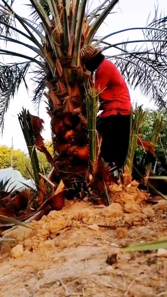 date tree decorator 30166150