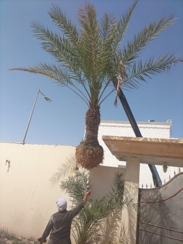 مزارع خبره بتنسيق الحداءق