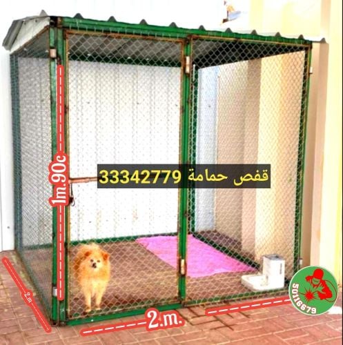الدجاج والحمام