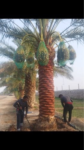 أعمال خلع النخيل ونقله قطع لا    