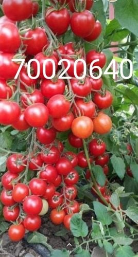 زراعه جميع الخضار