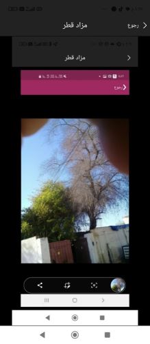 مزارع ومقطع اشجار