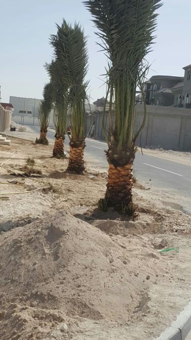 توريد وتركيب نخيل