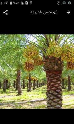 زراعه أحواض ورود