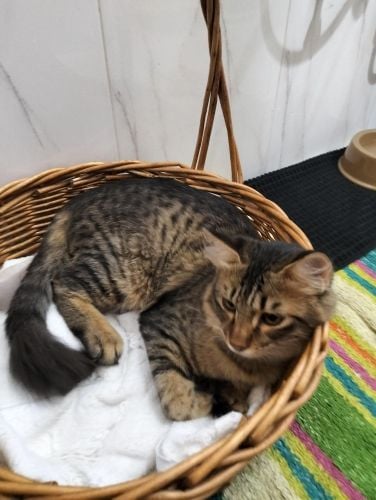 kitten for sale