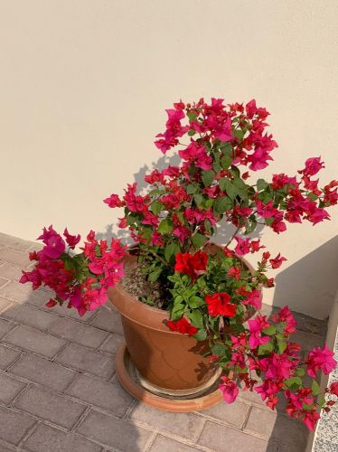 مزارع ومقطع الأشجار وزراعة الورد