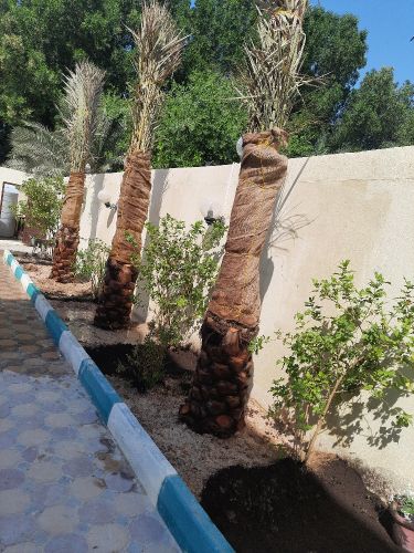 توريد وزراعه