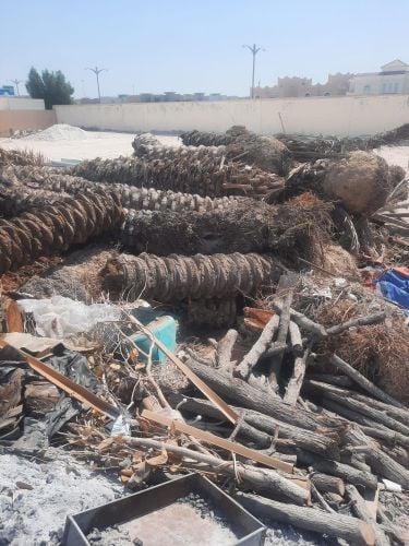 مقطع اشجار ونخيل