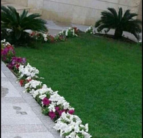 لعمل زراعة النجيل الطبيعي