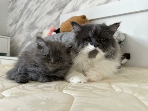 Siberian kitten