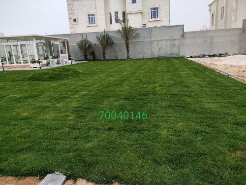 زراعة العشب