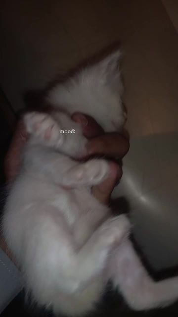 persian kitten