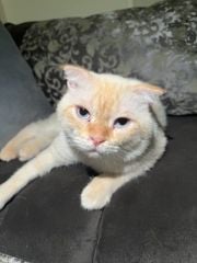 ليس لديه