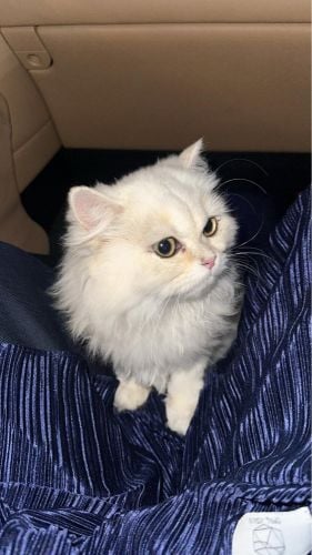 بريتش لونق هير 