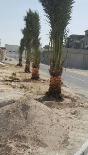 نخل للبيع