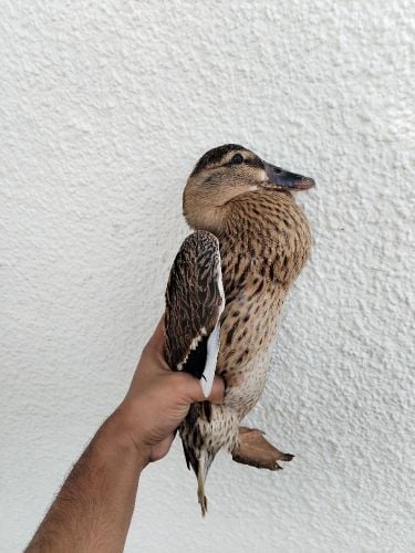 بط قوي طيار فريش