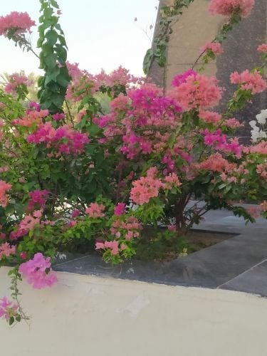 تنسيق وزراعة الحدائق