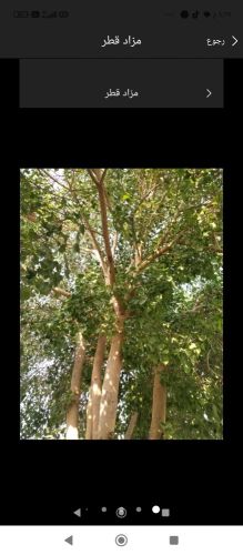 مزارع ومقطع اشجار