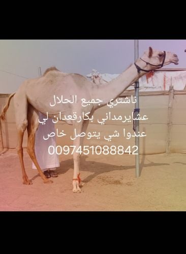 ناشتري جميع الحلال