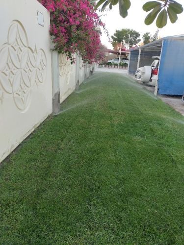 ترتيب وتقليم