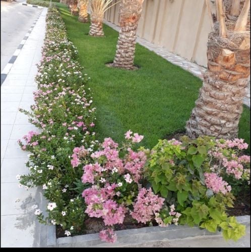 تنسيق حدائق