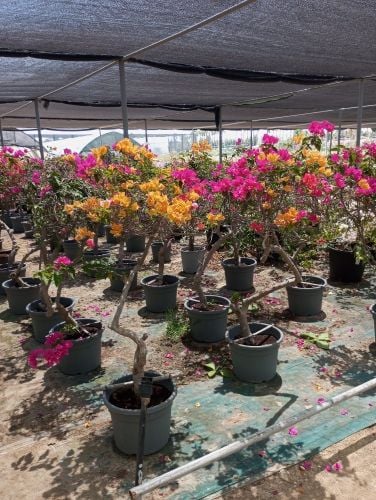 مزارع
