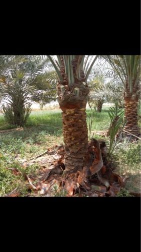 تكريب النخيل رش البلعوم السوس 