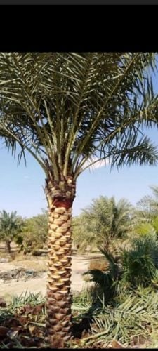 تنظيف النخل وتقطيع الأشجار