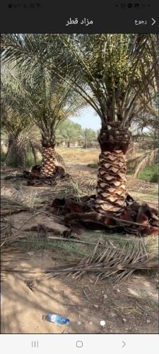 أعمال تكريب النخل ورش